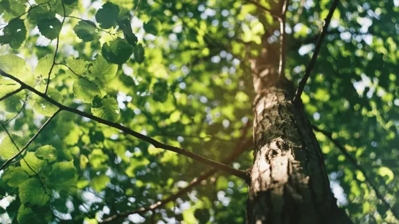 tree crown shaping