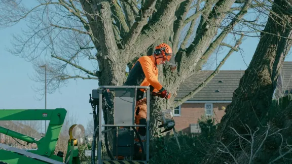 tree removal